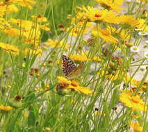 Image of Argynnis xipe