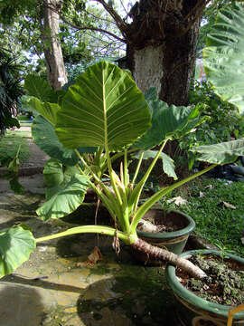 Imagem de Alocasia macrorrhizos (L.) G. Don