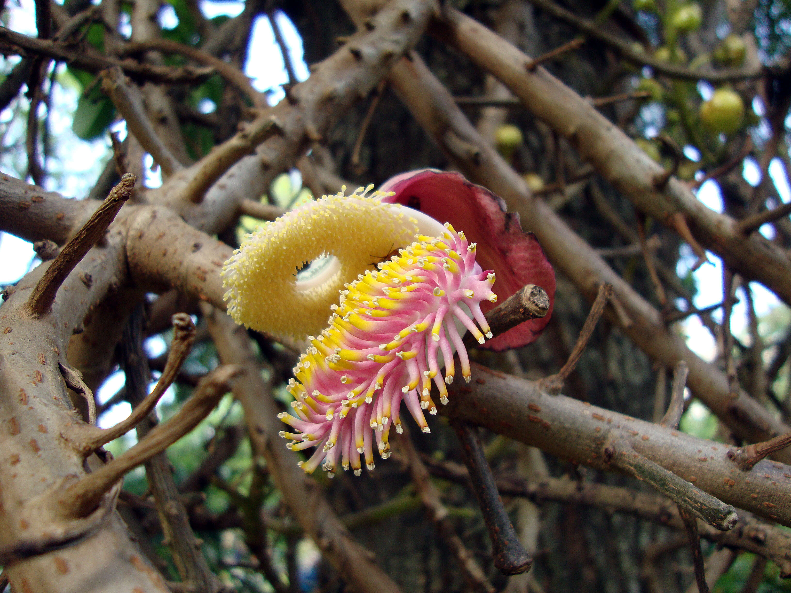 Image of Cannonball Tree