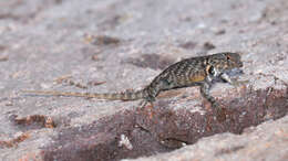 Image of Hunsaker's Spiny Lizard