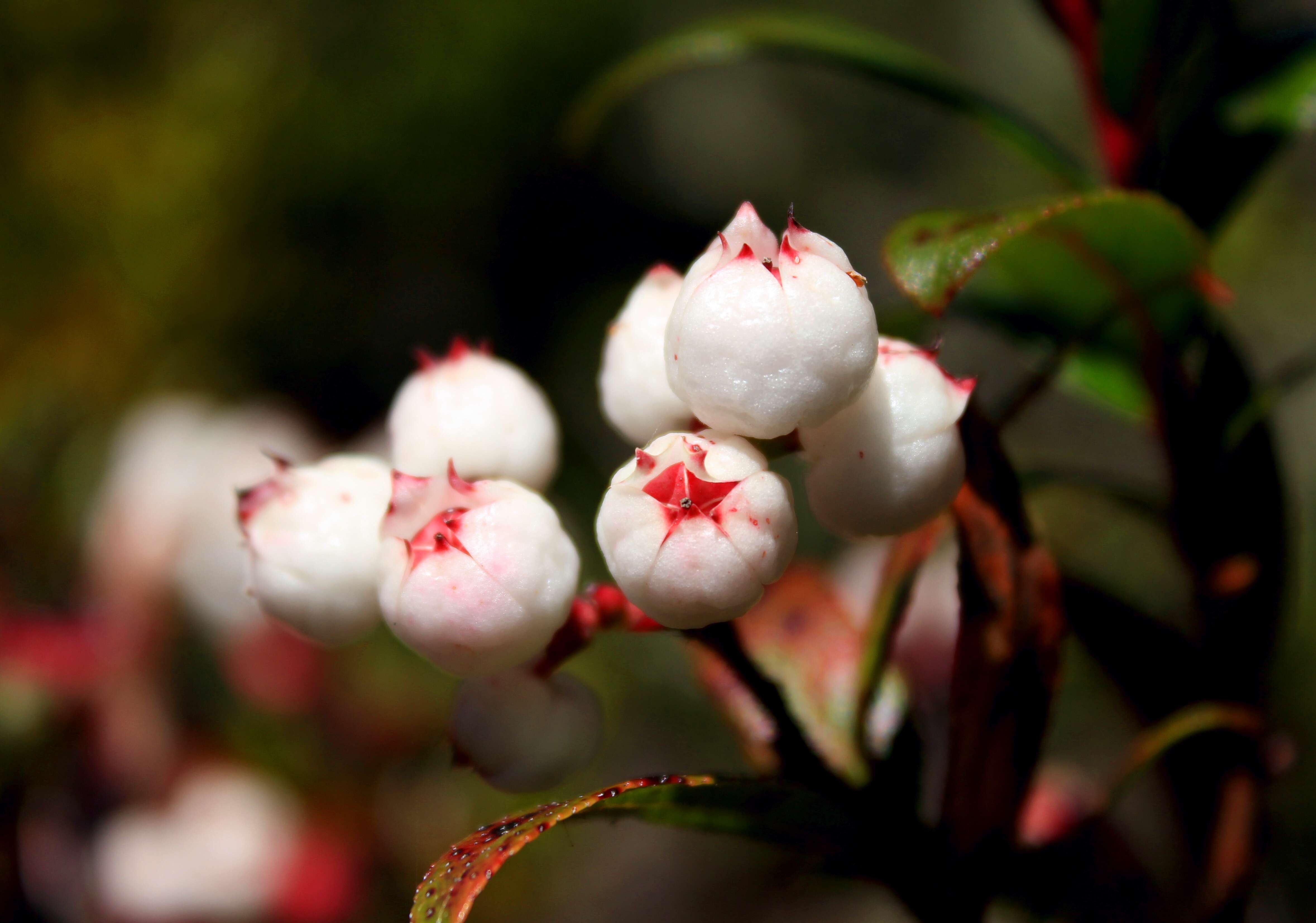 Image of Gaultheria hispida R. Br.