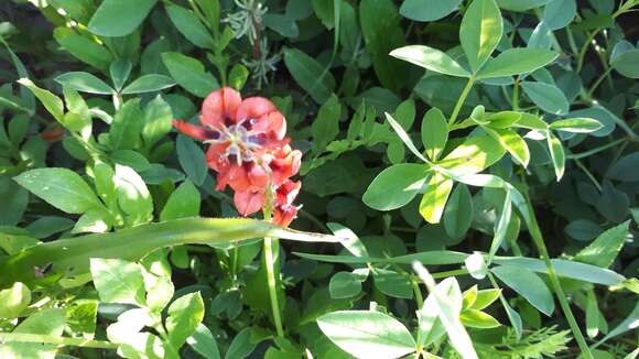 Plancia ëd Indigofera discolor Rydb.