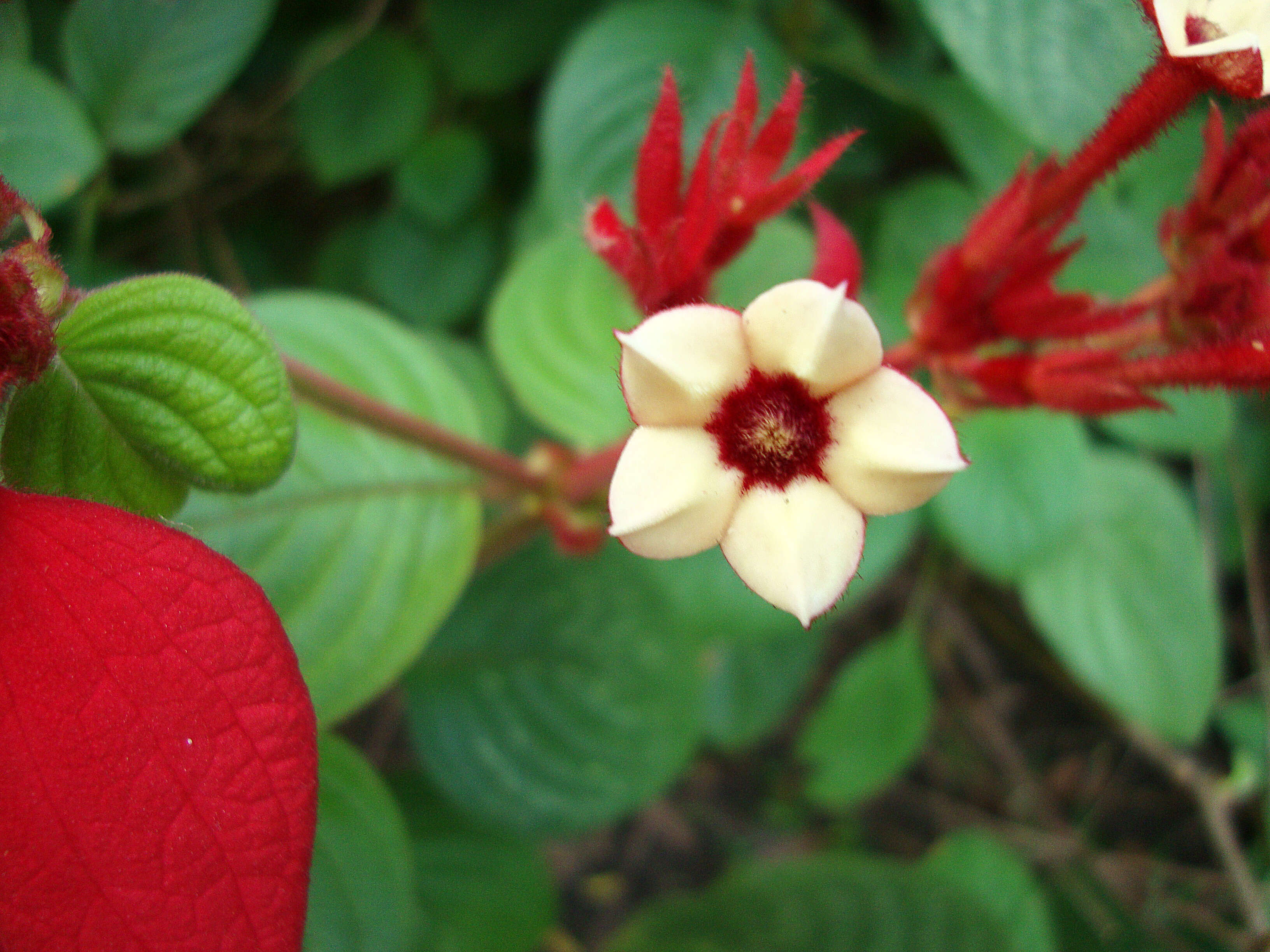 Image of red mussaenda