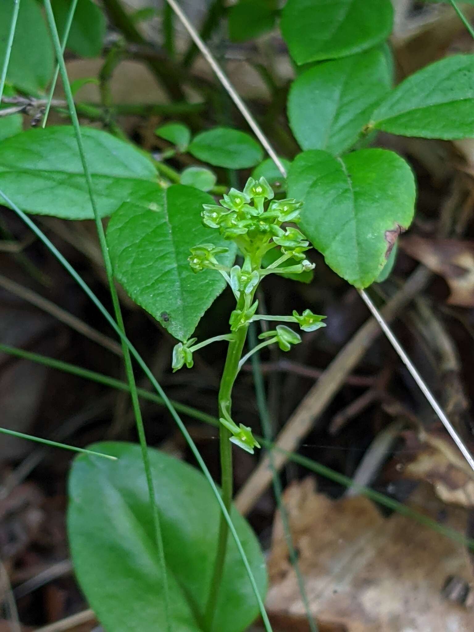 Image of Bayard's adder's-mouth orchid