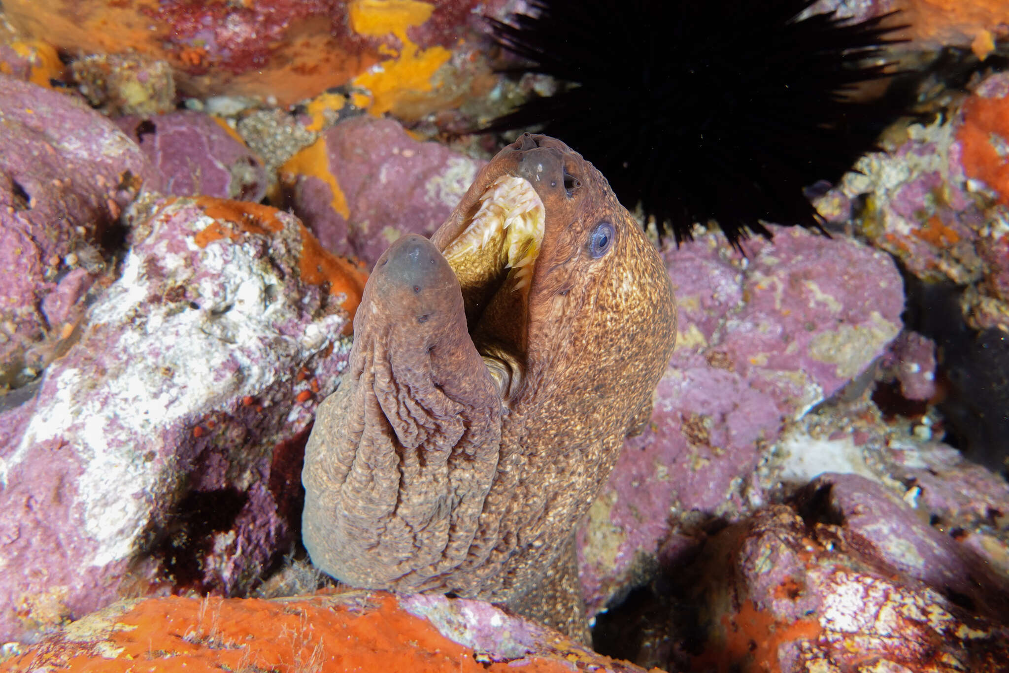 Image of Griffin&#39;s moray