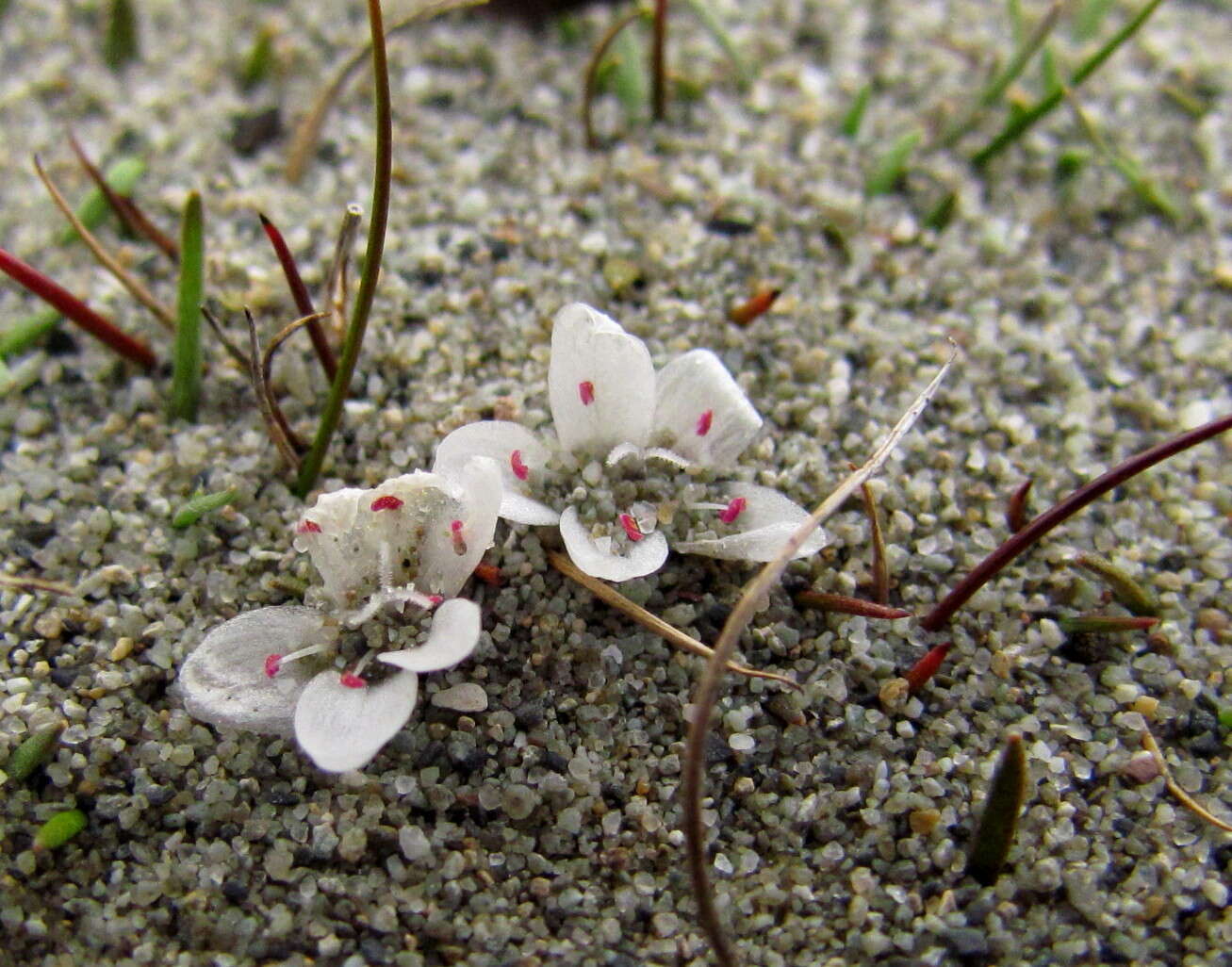 Image of Montia angustifolia Heenan