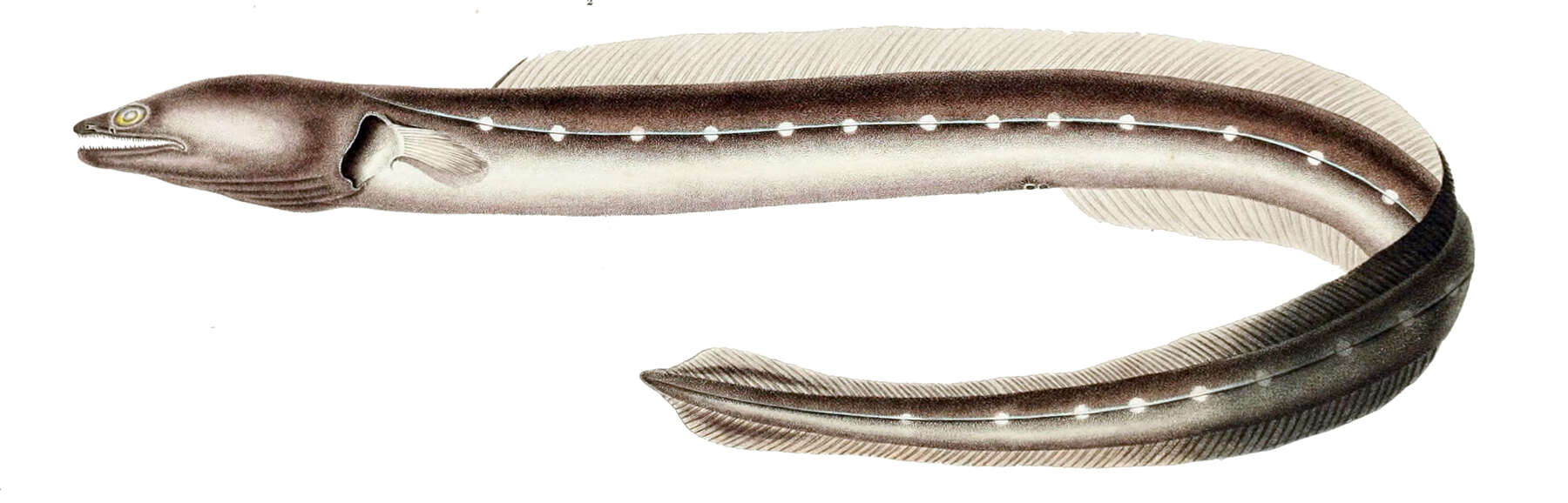 Image of Argentine conger