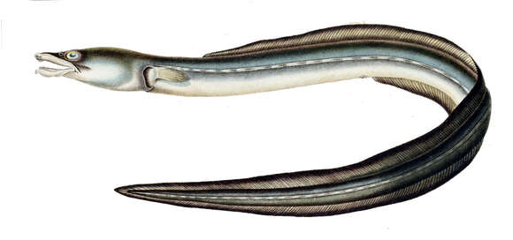 Image of Punctuated snake-eel