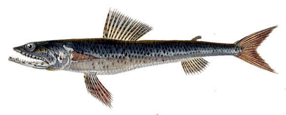 Image of Diamond Lizardfish