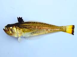 صورة Echiichthys