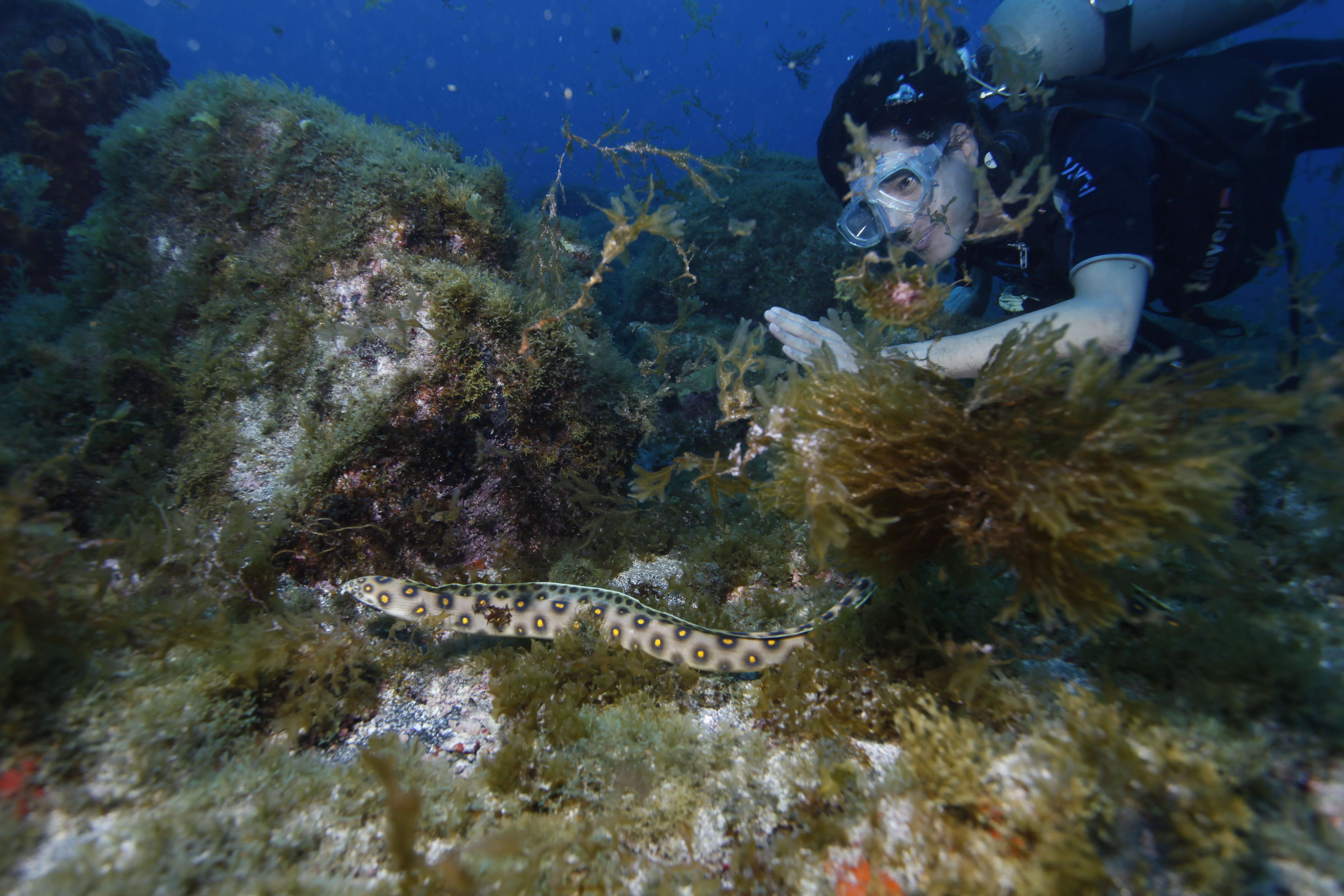 Image of Dark-spotted Snake Eel