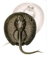 Image of Freshwater stingray