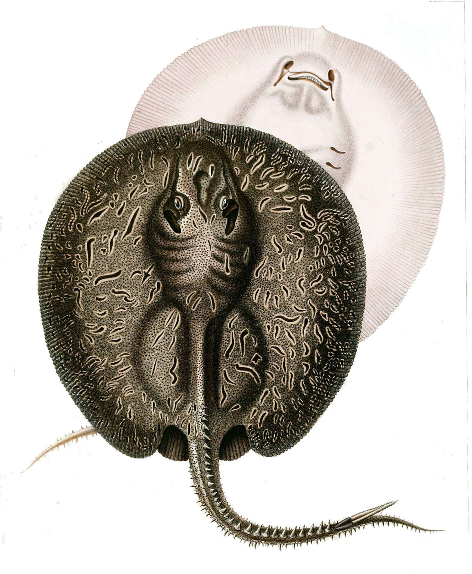 Image of Freshwater stingray