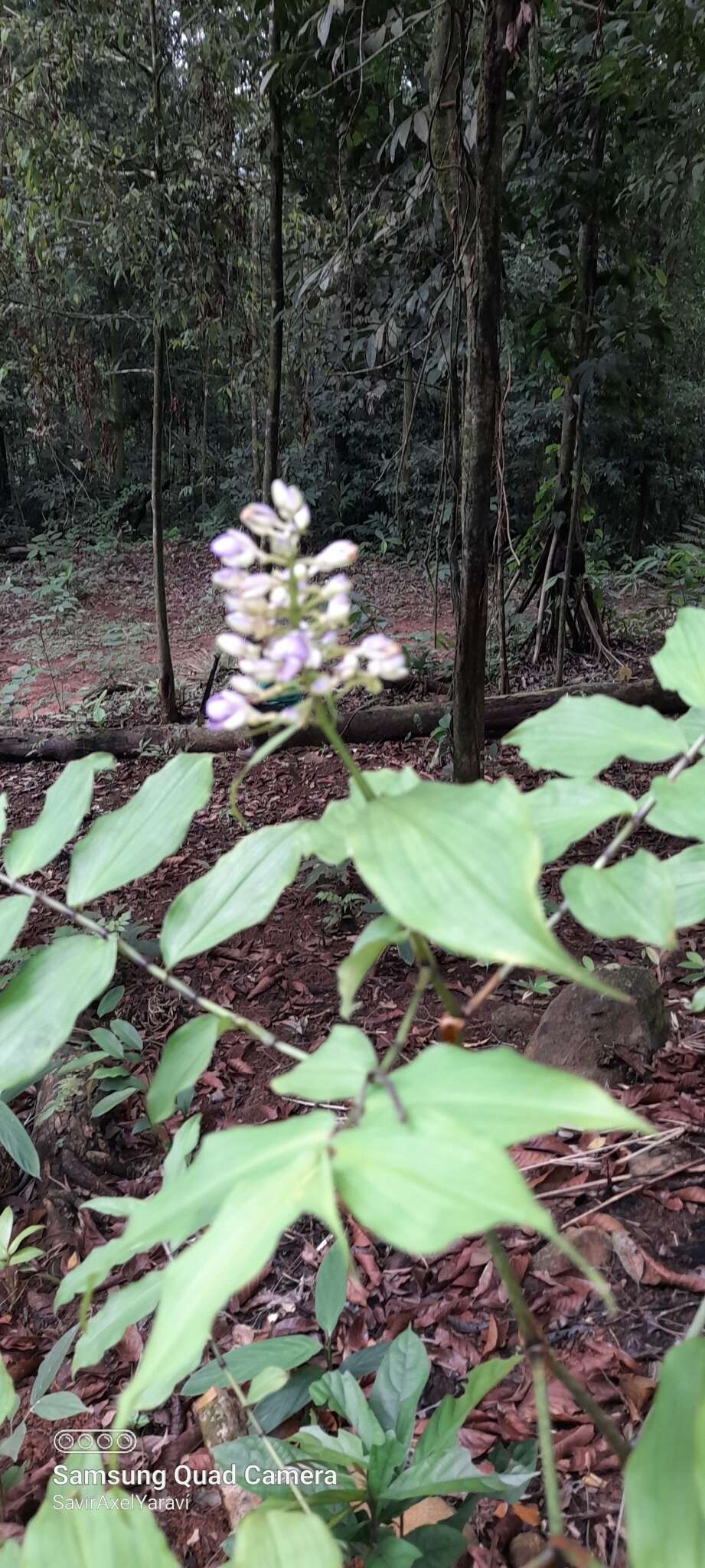 Image of Dichorisandra hexandra (Aubl.) C. B. Clarke