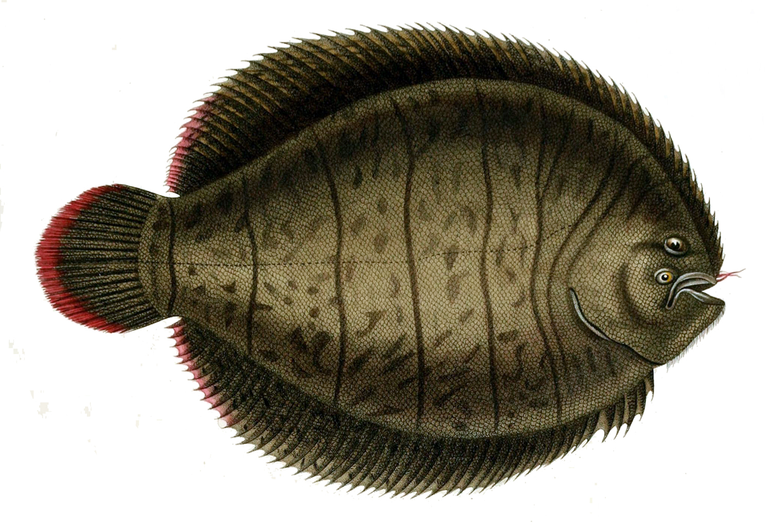 Image of Lined Sole