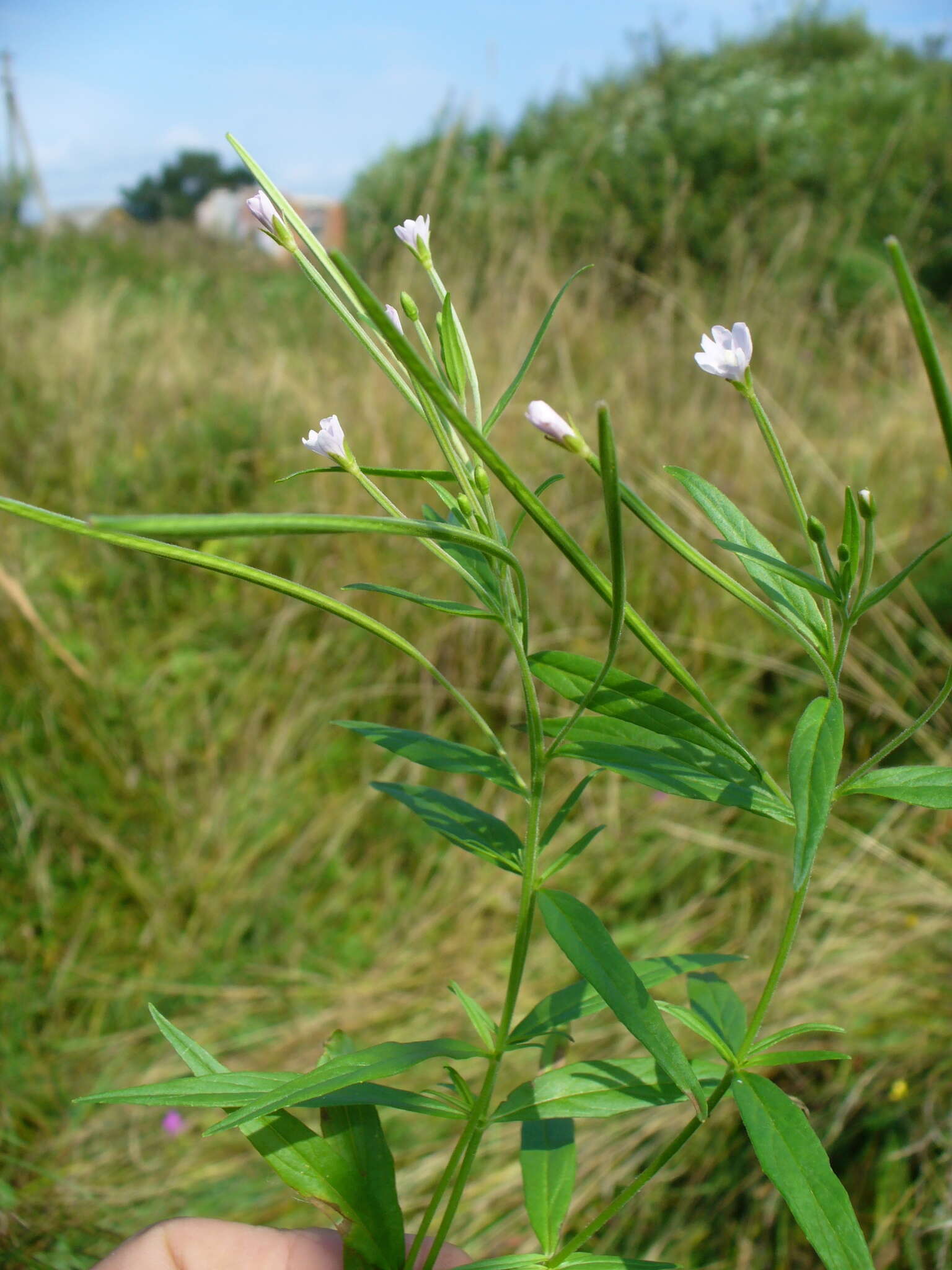 Image of marsh willowherb