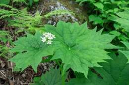 Image of American umbrellaleaf