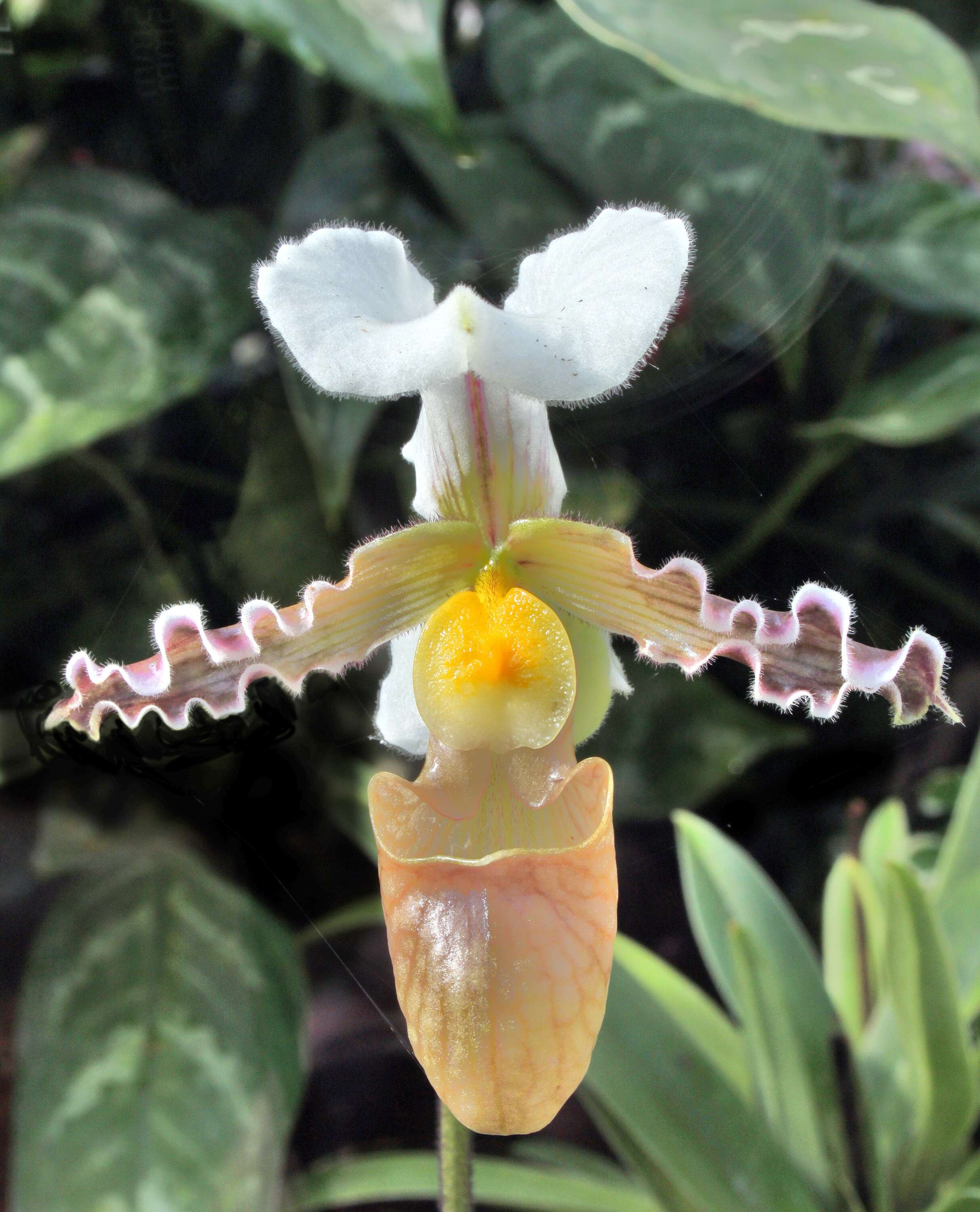 Image of Tran's Paphiopedilum