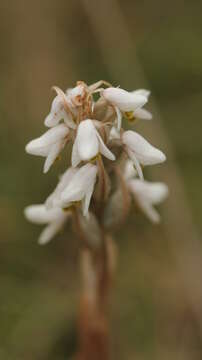 Image of Lawn orchid