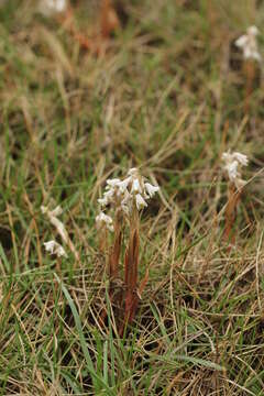 Image of Lawn orchid