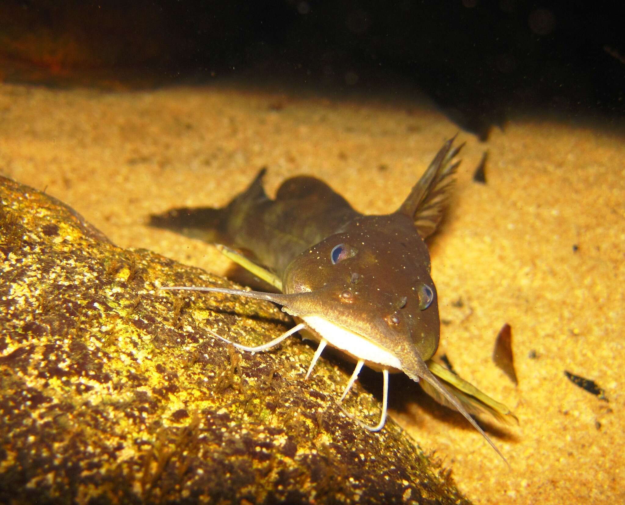 Image of Clanwilliam rock-catfish