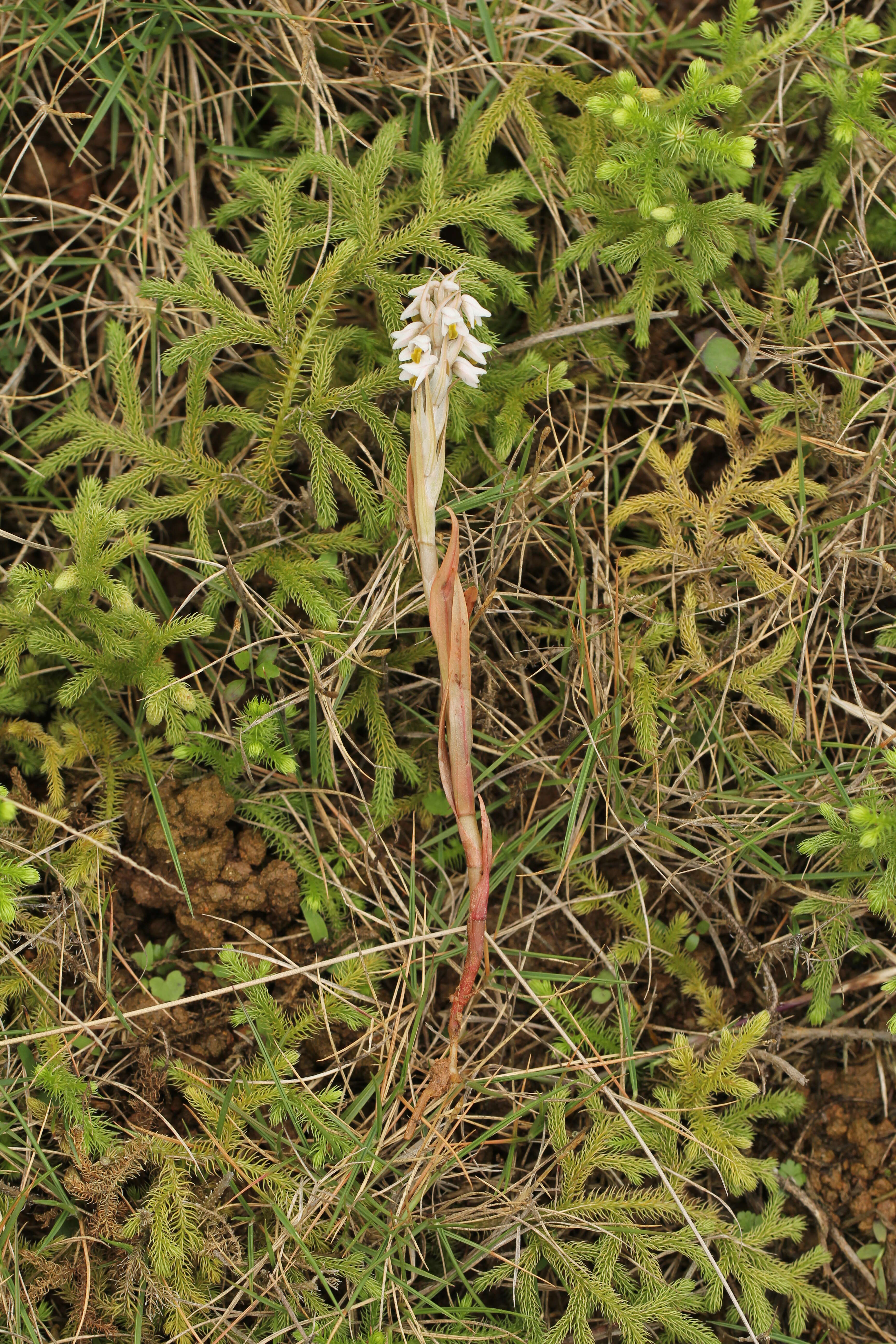Image of Lawn orchid