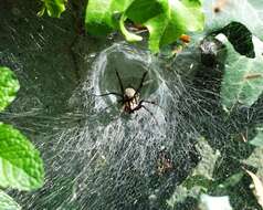 Image of Agelena labyrinthica (Clerck 1757)