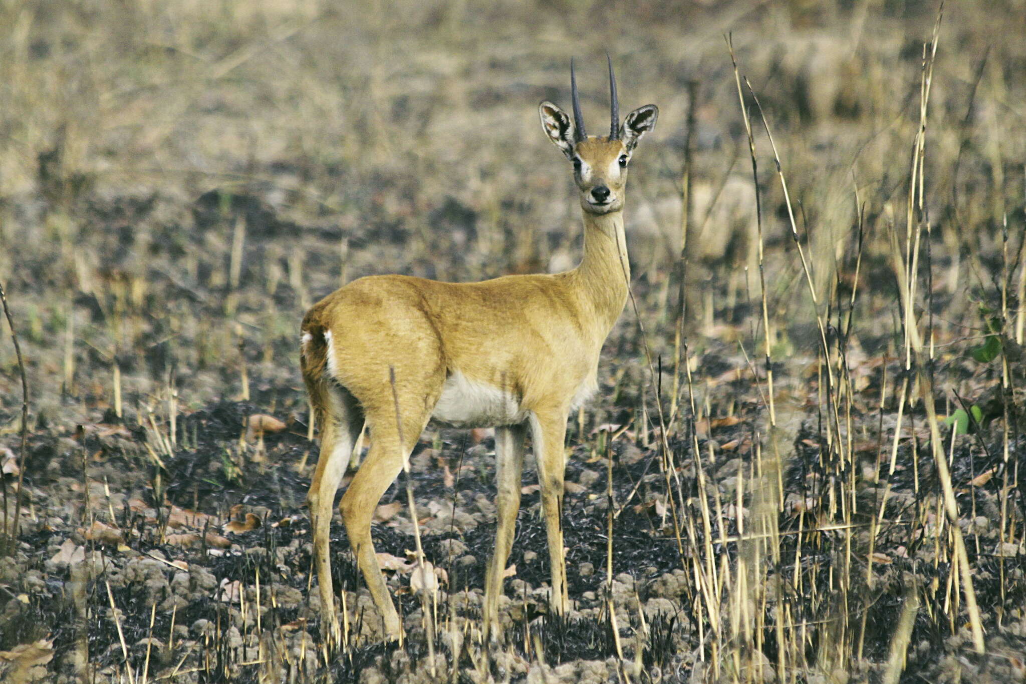 Image of Ourebia Laurillard 1842