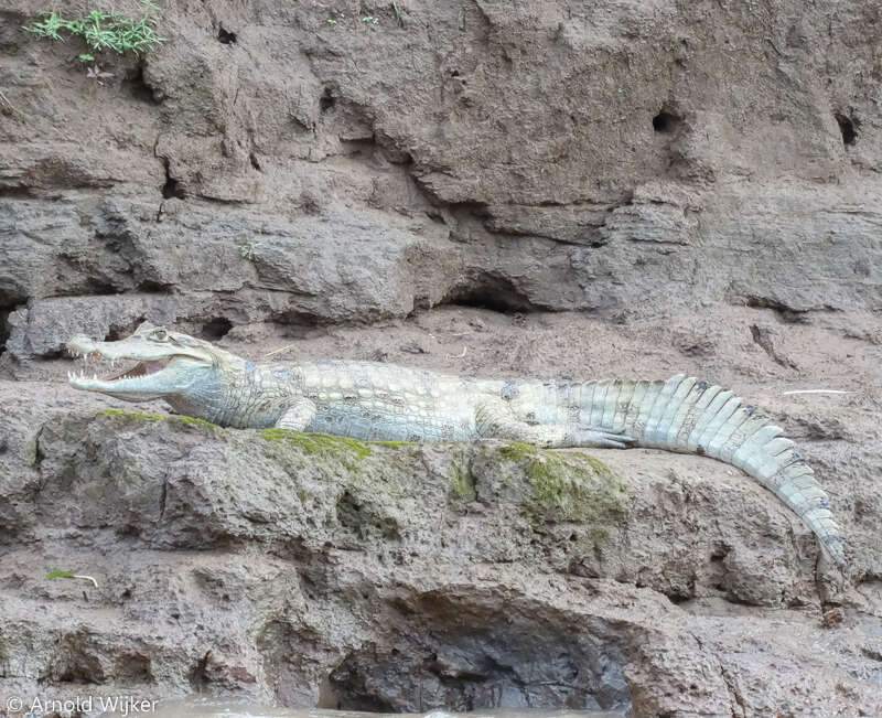 Image of Common Caiman