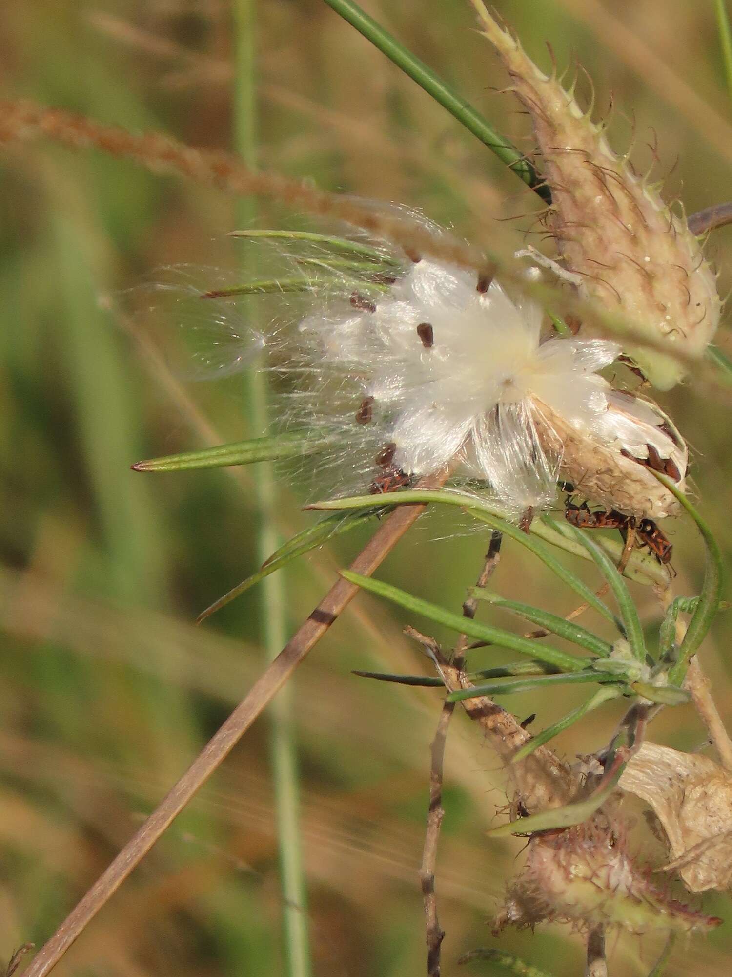 Sivun Gomphocarpus tomentosus Burch. kuva