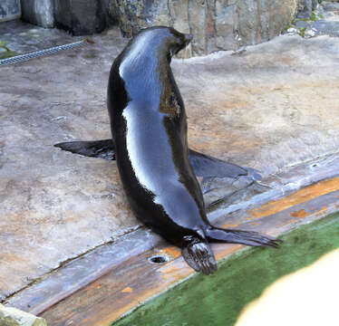 Image of Afro-Australian Fur Seal