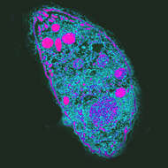 Image de Toxoplasma