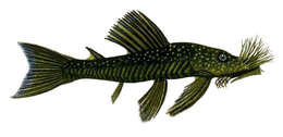 Ancistrus cirrhosus (Valenciennes 1836) resmi