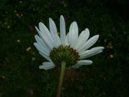 Image of Saw-leaved Moon-daisy