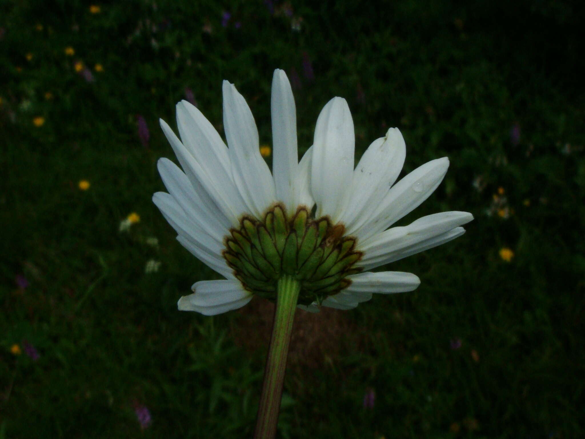 Слика од Leucanthemum atratum (L.) DC.