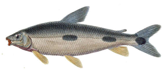 Leporinus obtusidens (Valenciennes 1837) resmi