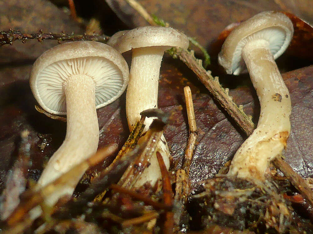 Image of Clitocybe