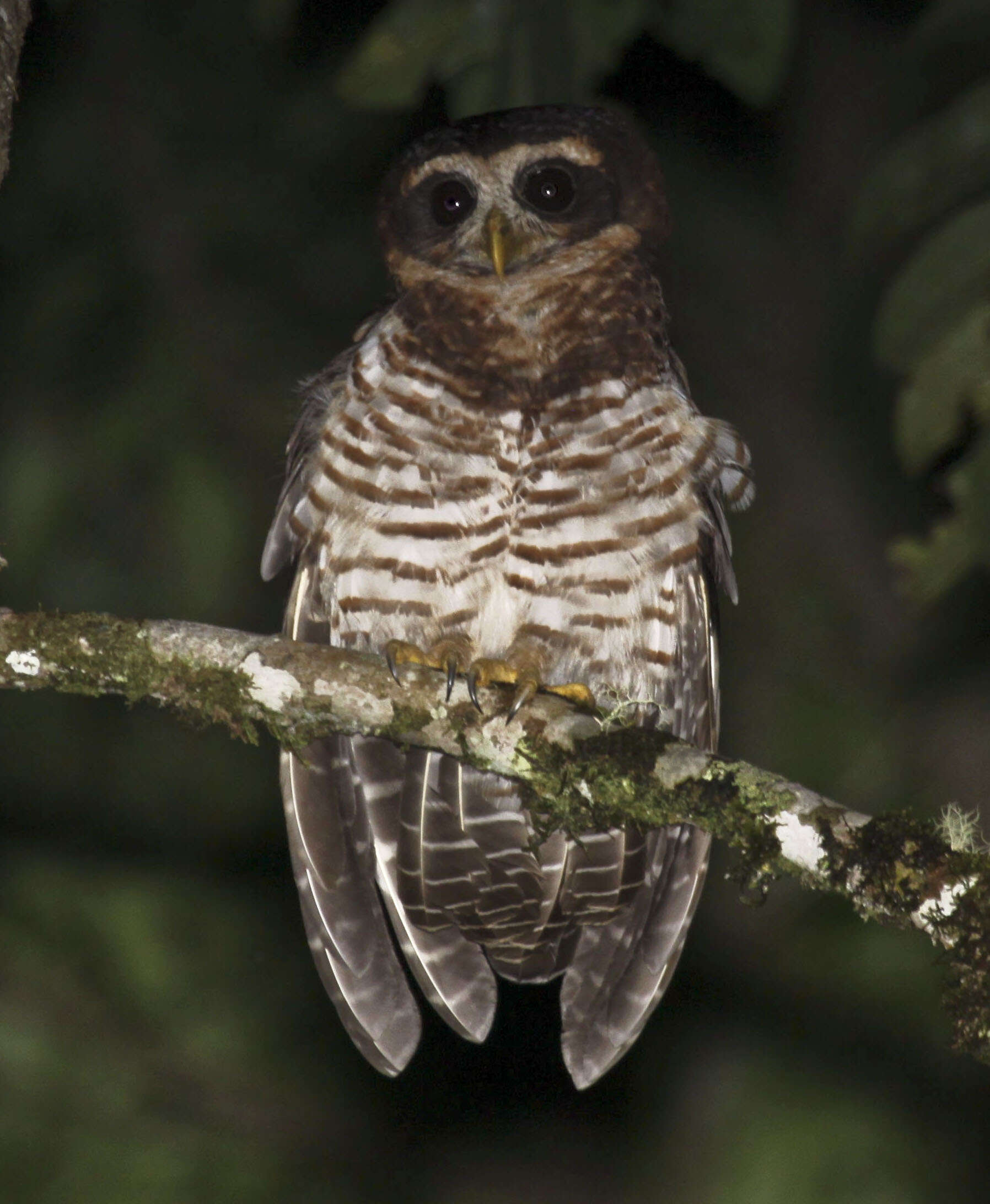 Image of Band-bellied Owl