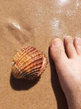 Image of European prickly cockle