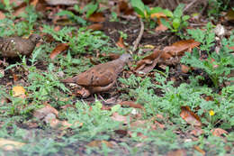 صورة Columbina talpacoti (Temminck 1810)