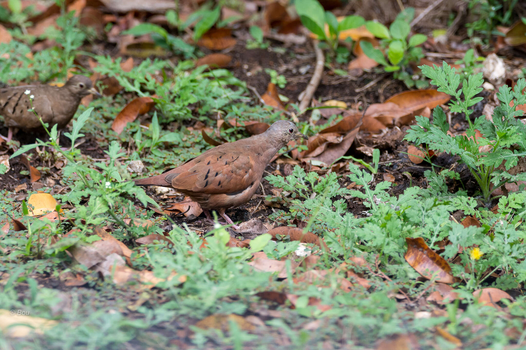 Image of Ruddy Ground Dove