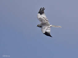 Image of Montagu's Harrier