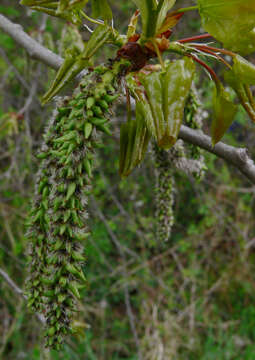 Image of Common Aspen