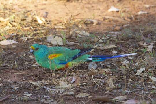 Image of Many-coloured Parakeet