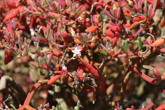 Image of Galapagos carpetweed