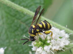 Image of Leucospis biguetina Jurine 1807