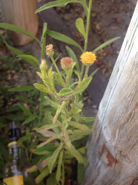 Image of Spanish False Fleabane