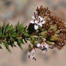 Image of Oxyphyllum ulicinum Phil.