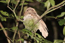 Image of Philippine Frogmouth