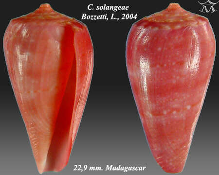 Image of Conus solangeae Bozzetti 2004